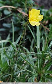 Image result for Oenothera odorata