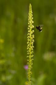 Image result for Reseda luteola