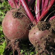 Image result for Beta vulgaris