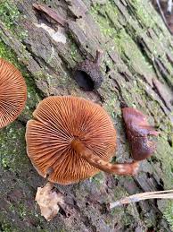 Attēlu rezultāti vaicājumam “Gymnopilus sapineus”