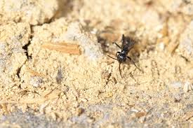 Attēlu rezultāti vaicājumam “Dipogon sp.”