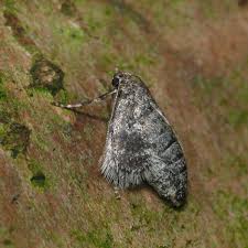 Attēlu rezultāti vaicājumam “Operophtera”