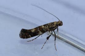 Attēlu rezultāti vaicājumam “Gracillaria syringella imago”