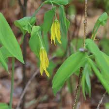Attēlu rezultāti vaicājumam “Uvularia grandiflora flower”
