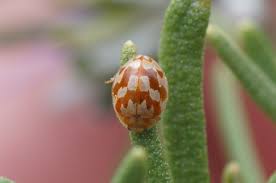 Attēlu rezultāti vaicājumam “Myrrha octodecimguttata”