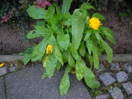 Attēlu rezultāti vaicājumam “Calendula officinalis leaf”