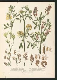 Attēlu rezultāti vaicājumam “Medicago sativa subsp. falcata”