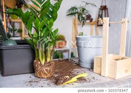 Image result for zamiokulkas