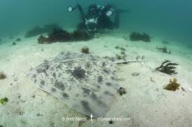 Image result for Raja straeleni