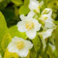 Attēlu rezultāti vaicājumam “Philadelphus lemoinei flower”