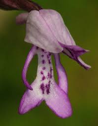 Attēlu rezultāti vaicājumam “Orchis militaris flower”