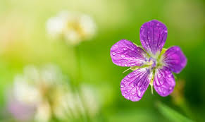 Attēlu rezultāti vaicājumam “Geranium palustre flower”