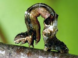 Attēlu rezultāti vaicājumam “Selenia dentaria larva”