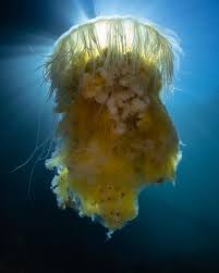 Image result for Phacellophora camtschatica