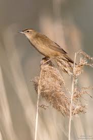 Image result for Locustella luscinioides