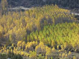Attēlu rezultāti vaicājumam “Populus x canadensis fruit”