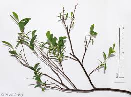 Attēlu rezultāti vaicājumam “Vaccinium uliginosum leaf”