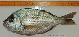 Image result for Spondyliosoma cantharus