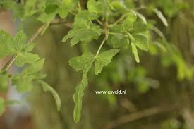 Attēlu rezultāti vaicājumam “Tilia platyphyllos Laciniata leaf”
