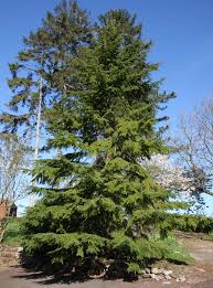 Attēlu rezultāti vaicājumam “Thuja plicata”