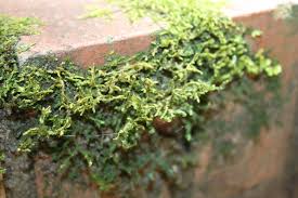 Attēlu rezultāti vaicājumam “Porella cordaeana”