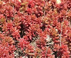 Image result for Sedum album `Coral Carpet`
