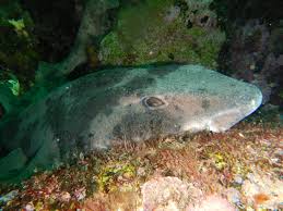 Image result for Cephaloscyllium laticeps