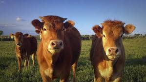 Image result for ganado bovino