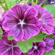 Image result for Malva sylvestris var. mauritiana