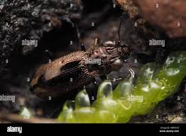 Attēlu rezultāti vaicājumam “Notiophilus biguttatus”