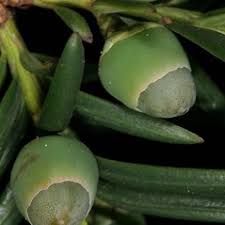 Attēlu rezultāti vaicājumam “Taxus baccata leaf”