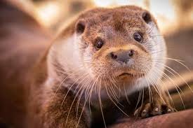 Attēlu rezultāti vaicājumam “Lutra lutra”