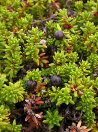 Attēlu rezultāti vaicājumam “Empetraceae”