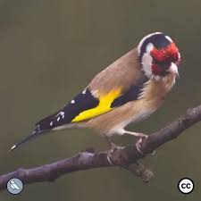 Attēlu rezultāti vaicājumam “Carduelis carduelis adult”
