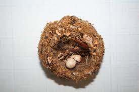 Attēlu rezultāti vaicājumam “Fringilla coelebs nest”