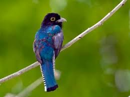 Attēlu rezultāti vaicājumam “Pseudocalliergon turgescens”