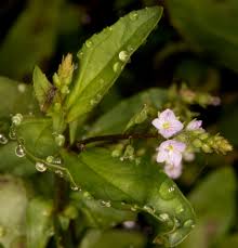 Attēlu rezultāti vaicājumam “Veronica anagallis-aquatica fruit”