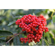 Attēlu rezultāti vaicājumam “Sambucus racemosa fruit”