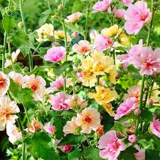 Image result for Malva alcea