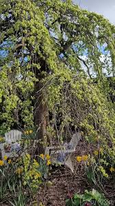 Attēlu rezultāti vaicājumam “Ulmus glabra flower”