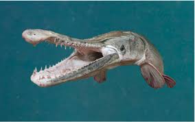 Image result for Garstang A S C