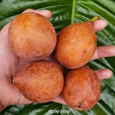 Attēlu rezultāti vaicājumam “Betula humilis fruit”