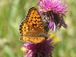 Attēlu rezultāti vaicājumam “Argynnis aglaja underside”