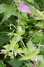 Attēlu rezultāti vaicājumam “Geranium palustre”