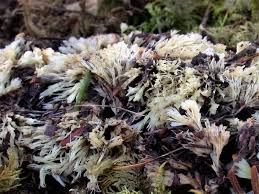 Attēlu rezultāti vaicājumam “Thelephora penicillata”