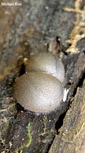 Attēlu rezultāti vaicājumam “Lycogala cf. fossiculatum macro”