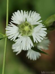 Attēlu rezultāti vaicājumam “Reticularia lobata young”