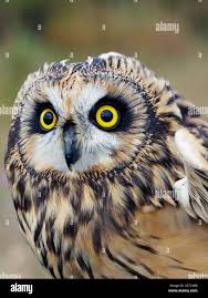 Attēlu rezultāti vaicājumam “Asio flammeus”