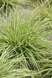 Attēlu rezultāti vaicājumam “Carex ornithopoda fruit”