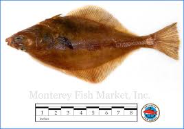 Image result for Parophrys vetulus